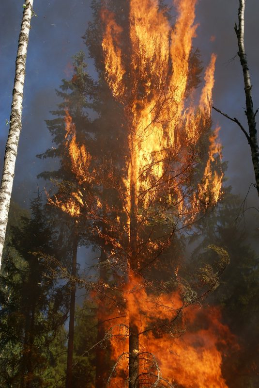 Tree Burning